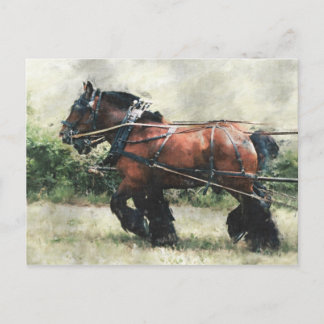 Cartão Postal Cavalos rasos no cartaz