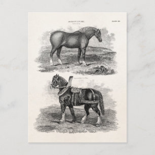 Cartão Postal Cavalos Retro-Agrícolas da Vintage dos anos 1800