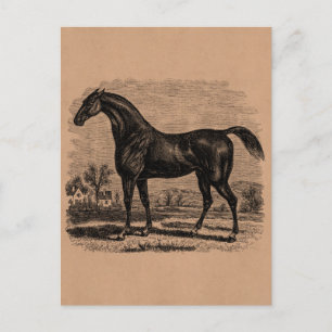 Cartão Postal Cavalos retros do puro-sangue do cavalo de raça
