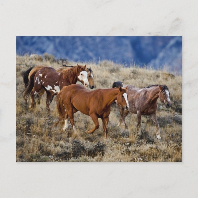 Cartão Postal Cavalos Roaming nas Colinas (Frente)