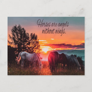 Cartão Postal Cavalos são anjos sem asas