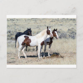 CARTÃO POSTAL CAVALOS SELVAGENS