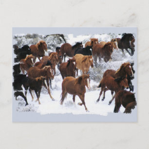 Cartão Postal Cavalos Selvagens