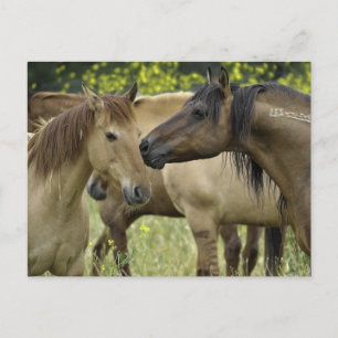 Cartão Postal Cavalos Selvagens