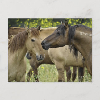 Cartão Postal Cavalos Selvagens