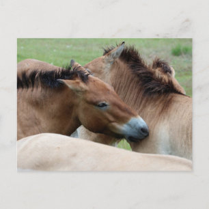 Cartão Postal Cavalos Selvagens