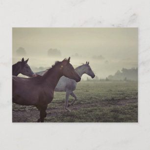 Cartão Postal Cavalos selvagens