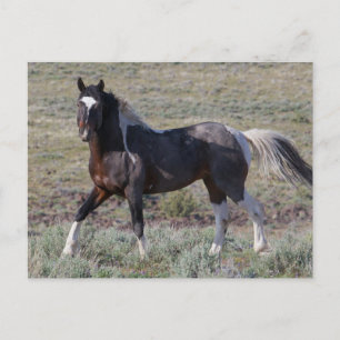 Cartão Postal Cavalos Selvagens após Banho de Poeira