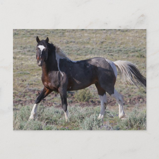 Cartão Postal Cavalos Selvagens após Banho de Poeira (Frente)