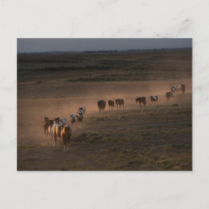 Cartão Postal Cavalos Selvagens Caminhando Para O Deserto