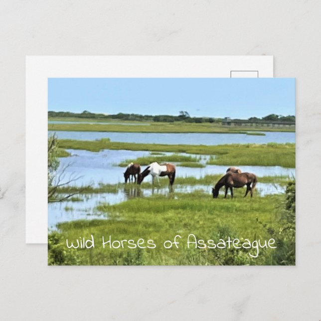 Cartão Postal Cavalos Selvagens de Assateague (Frente/Verso)