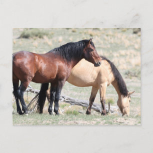 Cartão Postal Cavalos Selvagens de Onaqui
