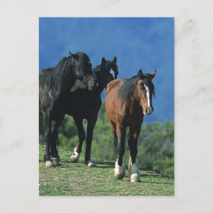 Cartão Postal Cavalos Selvagens Mustang nas Montanhas