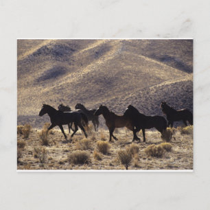 Cartão Postal Cavalos Selvagens Mustang no Deserto 1