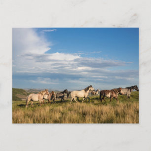 Cartão Postal Cavalos Selvagens no Parque Nacional Theodore Roos