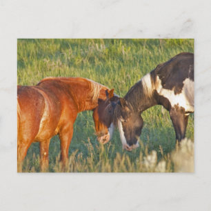 Cartão Postal Cavalos Selvagens no Parque Nacional Theodore Roos