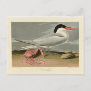 Cartão Postal Cayenne (Royal) Tern - Aves da América de Audubon