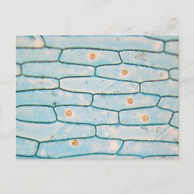 Cartão Postal Cebola ao microscópio (Frente)