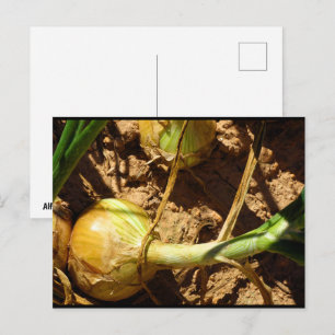Cartão Postal Cebolas na Colheita