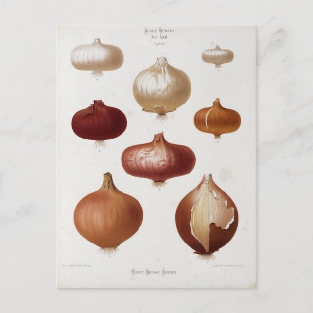 Cartão Postal Cebollas - Postal (Frente)