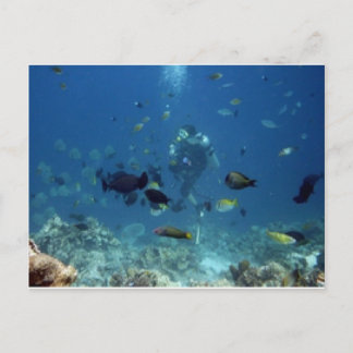 Cartão Postal Cebu Diving.jpg