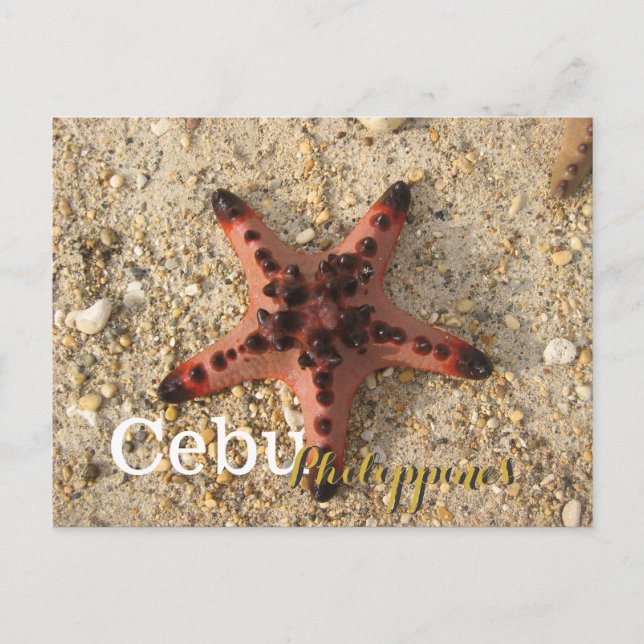 Cartão Postal Cebu Filipinas Tiger Starfish (Frente)
