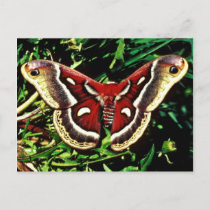 Cartão Postal Cecropia moth