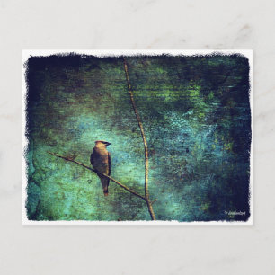 Cartão Postal Cedar Waxwing