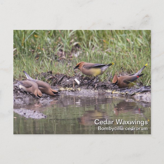 Cartão Postal Cedar Waxwing (Frente)