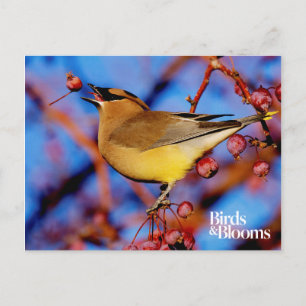 Cartão Postal Cedar Waxwing