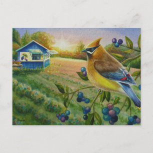 Cartão Postal Cedar Waxwing Bird Bluberry Fazenda Watercolor Art