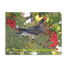 Cedar Waxwing - Daily Bread - Cartão-postal