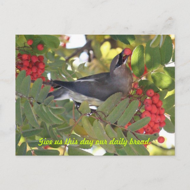 Cartão Postal Cedar Waxwing - Daily Bread - Cartão-postal (Frente)