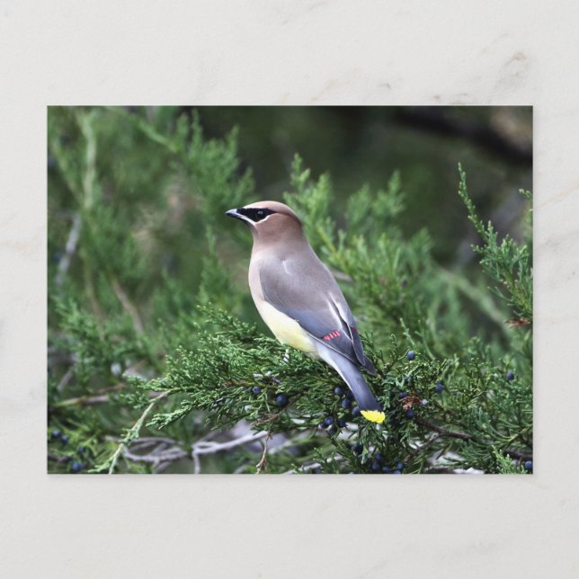Cartão Postal Cedar Waxwing Em Árvore Com Berries (Frente)