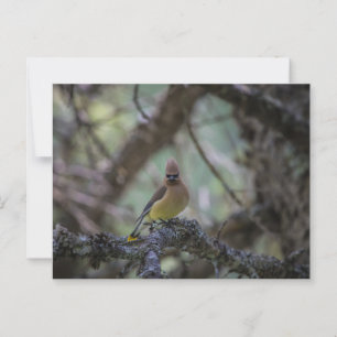 Cartão Postal Cedar Waxwing em um galho