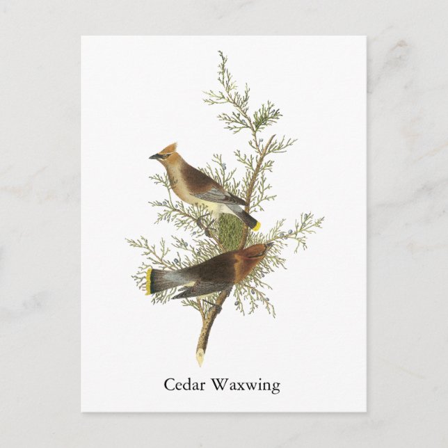 Cartão Postal Cedar Waxwing, John Audubon (Frente)
