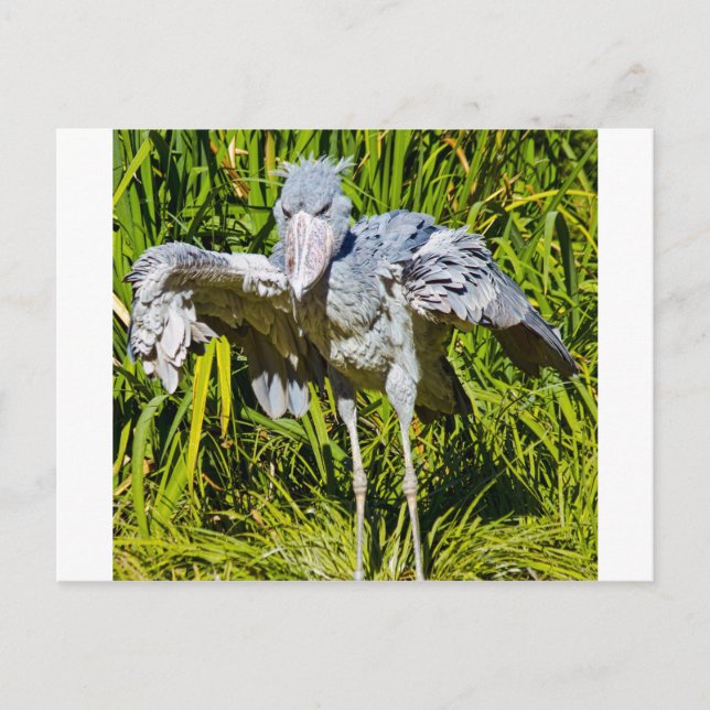 Cartão Postal Cegonha de Shoebill (Frente)