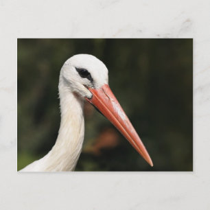 Cartão Postal Cegonha - símbolo de Estrasburgo e Alsácia, França