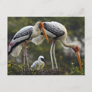 Cartão Postal Cegonhas-pintadas e filhote no ninho,Keoladeo
