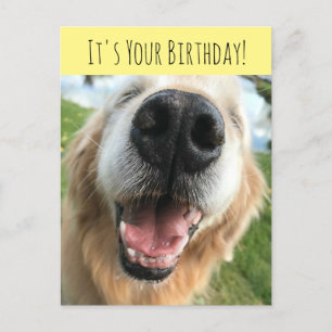 Cartão Postal Celebração de Aniversário do Cão Retriever Dourado