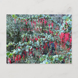 CARTÃO POSTAL CELEBRAÇÃO DE COR DA CALIFÓRNIA:CARTÃO POSTAL DE J