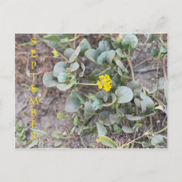 CARTÃO POSTAL CELEBRAÇÃO DE COR DA CALIFÓRNIA: POSTCARTÃO DE SET