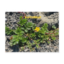 CELEBRAÇÃO DE COR DA CALIFÓRNIA: POSTCARTÃO DE SET