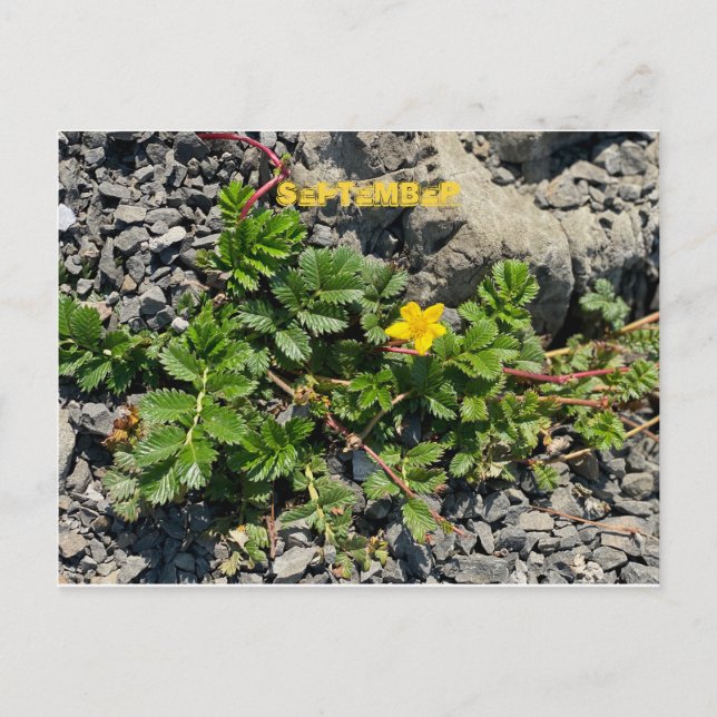 CARTÃO POSTAL CELEBRAÇÃO DE COR DA CALIFÓRNIA: POSTCARTÃO DE SET (Frente)