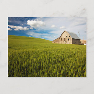 Cartão Postal Celeiro Antigo Rodeado por Campo de Trigo de Prima