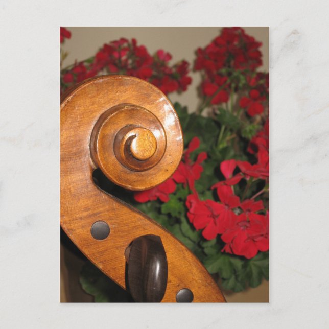 Cartão postal Cello Scroll Flowers (Frente)