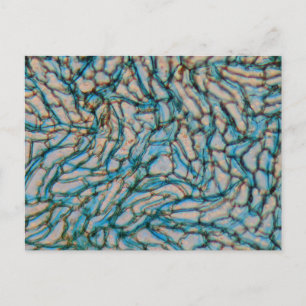 Cartão Postal Células de pimenta em células do microscópio