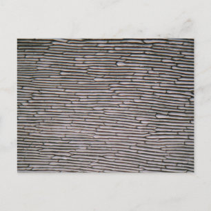 Cartão Postal Células epiderme de cebola de alcalão no microsc