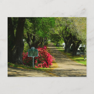 Cartão Postal Cemitério de Natchez City