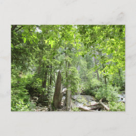 Cartão Postal Cena da Floresta Verde Mágica.